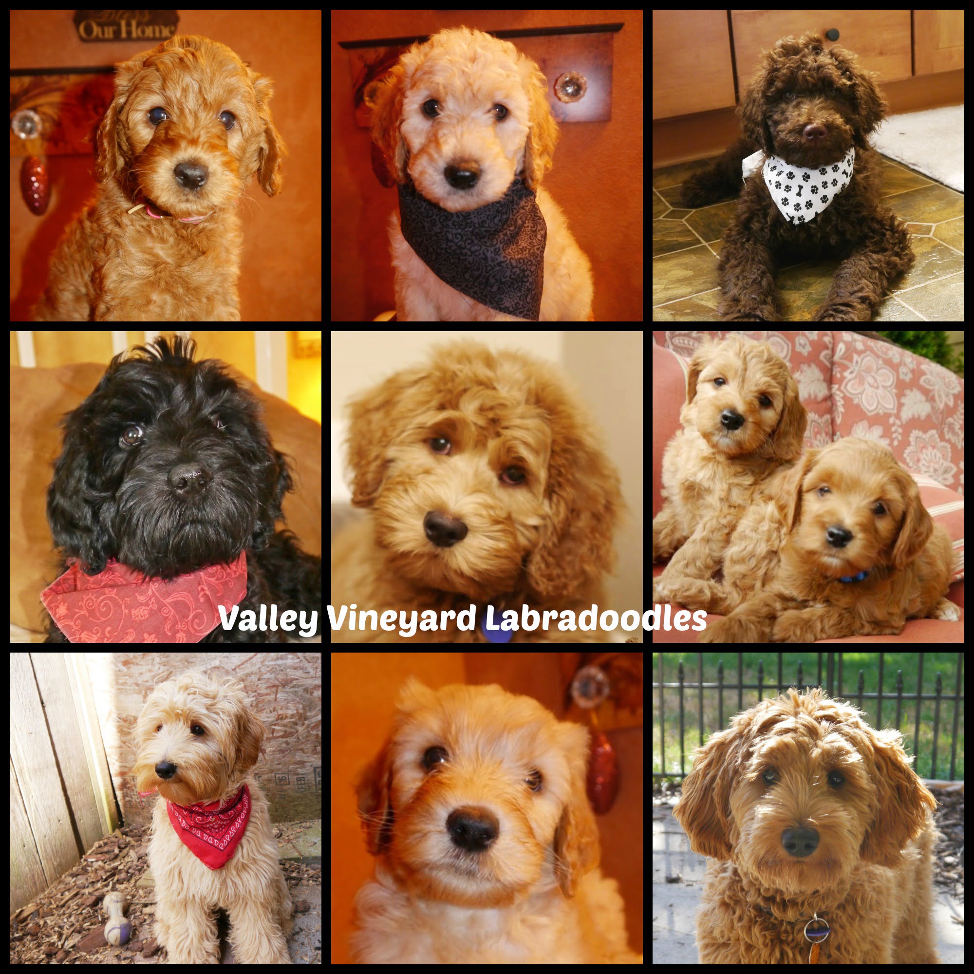 labradoodle puppies oregon oregon labradoodle puppies available labradoodle puppies oregon oregon labradoodle puppies available