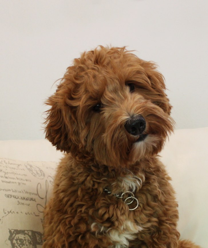 A golden Labradoodle with a tilted head resting on a cream sofa