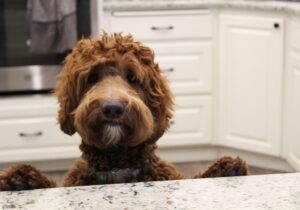 Tilly at the kitchen counter