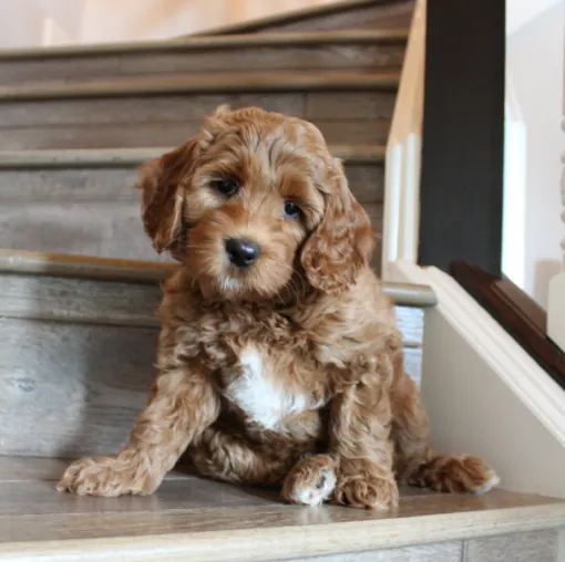 A red Labradoodle puppy sitting on wooden stairs