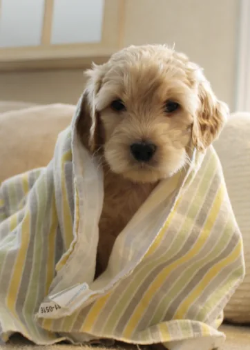 A cream puppy wrapped in a yellow and sage striped towel, facing the camera