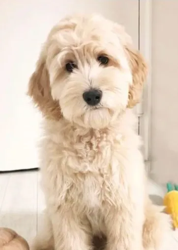 A cream puppy with apricot ears sitting on a light wood floor