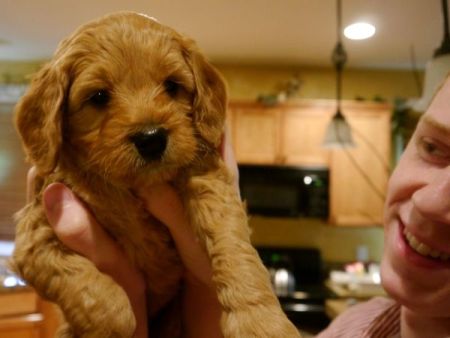 Why buy a labradoodle puppy from us? Why buy a labradoodle puppy from us?