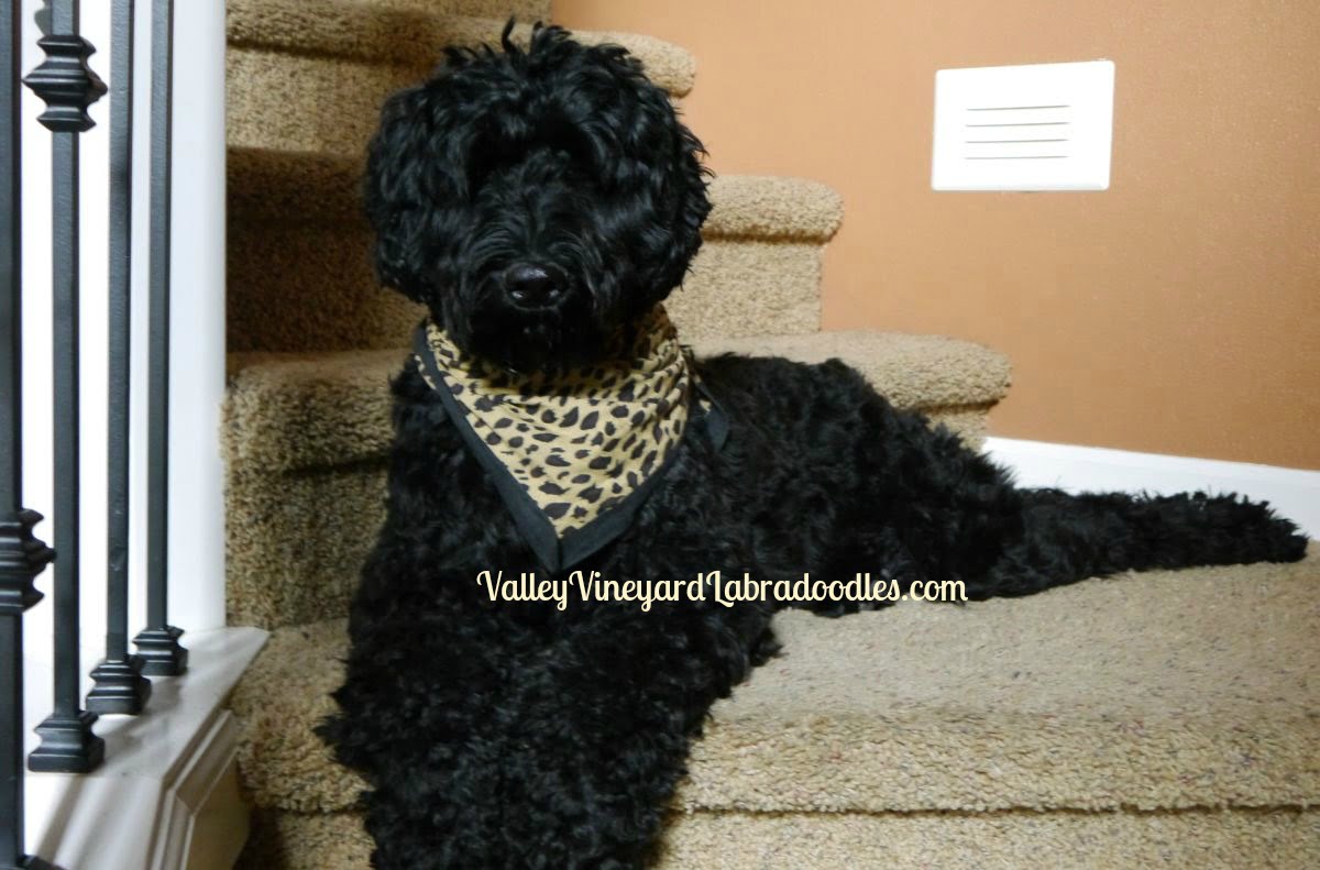 retired australian labradoodle for sale