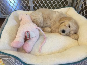 Australian Labradoodle puppies available now Oregon Salem Portland Seattle