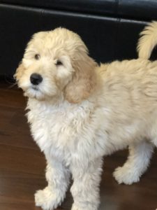Australian labradoodle puppies now Oregon Washington Portland