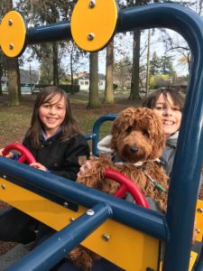 Oregon labradoodles