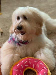 Oregon labradoodle breeders
