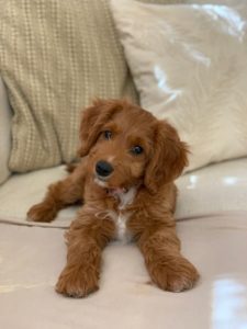 Oregon best Australian Labradoodle breeders