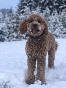 Oregon Labradoodle breeders