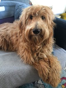 Portland Oregon labradoodle puppies