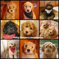 Red, black, chocolate standard Australian Labradoodle puppies in Oregon.