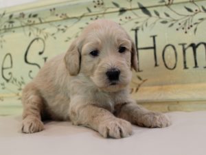 Oregon Australian Labradoodle breeders Seattle Portland Salem