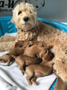 Oregon labradoodles