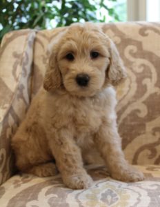 Oregon labradoodle puppy breeders