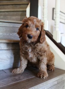 Oregon labradoodle breeders