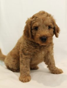 Valley Vineyard Labradoodles puppies Oregon