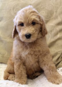 Oregon labradoodle puppies standard size
