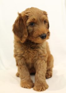 Oregon Australian labradoodle puppies breeders