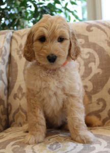 labradoodle breeders Oregon Washington