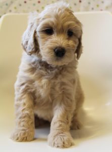 Standard Australian Labradoodle puppies Oregon