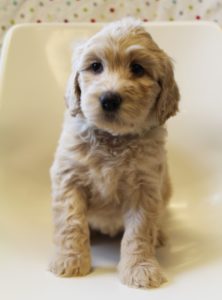 standard labradoodle puppies Oregon