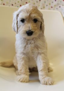 Oregon labradoodles standard size puppies available