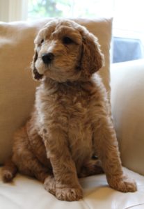 Oregon Australian labradoodle puppies now