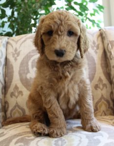 Oregon labradoodle puppies