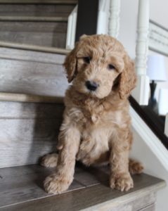 Washington labradoodle breeders