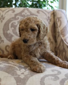 Oregon Washington Australian labradodoodles