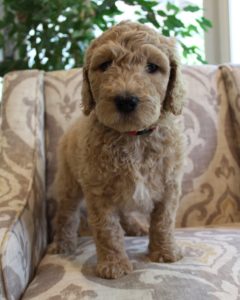 Washington Seattle Oregon labradoodle puppy breeders