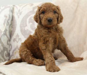 labradoodles therapy dogs