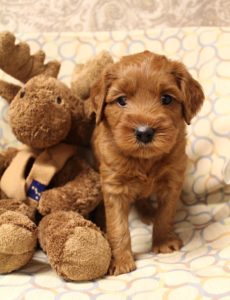 Salem McMinnville Oregon labradoodle breeders