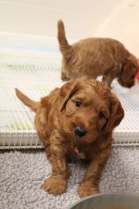 Oregon Puppy Culture labradoodles breeder