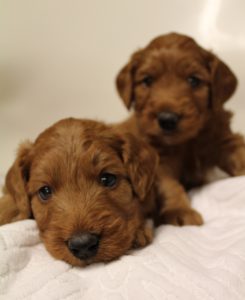 Vancouver Olympia Washington labradoodle breeders