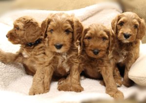 summer labradoodle puppies available now