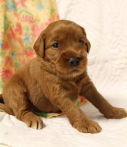 Oregon Australian Labradoodles best breeder