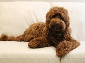 australian labradoodle midwest