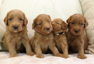Australian Labradoodle breeders Sherwood Dundee Portland Salem